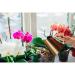 Vitax Orchid Bloom Feed 500ml NWT6048