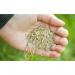 Nature Safe Patch Fix Lawn Seed 1kg NWT6085