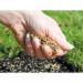 Nature Safe Patch Fix Lawn Seed 1kg - PACK (16) NWT6085P