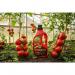 Goulding Tomato & Veg Enriched Tomato Food with Humics, Concentrated 1 Litre NWT6089
