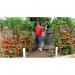 Goulding Tomato Food Concentrate 1 Litre - PACK (12) NWT6089P