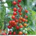 Power Grow Tomato Food 1 Litre NWT6090