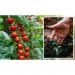 Power Grow Tomato Food 1 Litre - PACK (12) NWT6090P