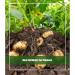 Vitax Organic Potato Fertiliser 1kg NWT6191