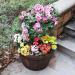 Sankey Oakwood Large 49cm Indoor - Outdoor Barrel Planter (GN653) NWT6279