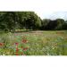 Empathy Mini Meadow Seed 3m Coverage NWT6421