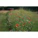 Empathy Mini Meadow Seed 10m2 Coverage NWT6477