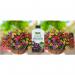 Empathy After Plant Basket And Patio 1 Litre NWT6478