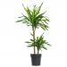 Fixtures Artificial Dracaena Fragrans Green Tree 120cm NWT6587