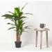 Fixtures Artificial Dracaena Fragrans Green Tree 120cm NWT6587