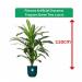 Fixtures Artificial Dracaena Fragrans Green Tree 120cm NWT6587