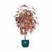 Fixtures Artificial Red & Green Maple Tree 120cm NWT6590