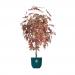 Fixtures Artificial Red & Green Maple Tree 120cm NWT6590