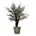 Fixtures Artificial Green Olive Tree 100cm NWT6591