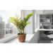 Fixtures Artificial Green Zamioculcas Zamiifolia Tree 50cm NWT6592