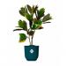 Fixtures Artificial Green Variegated Leaf Croton Tree 75cm NWT6594