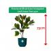 Fixtures Artificial Green Variegated Leaf Croton Tree 75cm NWT6594