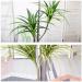 Fixtures Artificial Green Iron Tree 80cm NWT6601