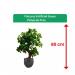 Fixtures Artificial Green Polyscias Tree 80cm NWT6604
