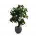 Fixtures Artificial Green Polyscias Tree 80cm NWT6604