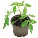 Garland Biodegradable Growing Pots Pack 5, 12cm NWT6636