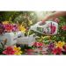 Surf Bio Liquid Tropical Lily & Ylang Ylang 5 Litre NWT6768