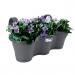 Elho Corsica Easy Hanger Trio ANTHRACITE Planter - PACK (5) NWT6907P