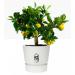 Elho Greenville Round INDOOR Pot & Base WHITE 25cm - PACK (5) NWT7028P