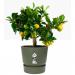 Elho Greenville Round INDOOR Pot & Base GREEN 25cm NWT7029