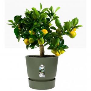 Elho Greenville Round Pot & Base LEAF GREEN 25cm NWT7029P