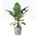 Elho Greenville Round INDOOR Pot & Base LIVING CONCRETE 25cm NWT7030