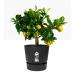 Elho Greenville Round INDOOR Pot & Base LIVING BLACK 25cm - PACK (5) NWT7031P