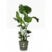 Elho Greenville Round INDOOR Pot & Base GREEN 30cm NWT7033