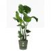 Elho Greenville Round Pot & Base LEAF GREEN 30cm NWT7033