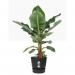 Elho Greenville Round INDOOR Pot & Base LIVING BLACK 30cm NWT7035