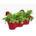 Elho Corsica Easy Hanger Trio CRANBERRY RED Planter NWT7046