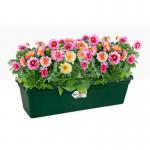 Elho Greens Basics Trough Large 60cm LEAF GREEN - PACK (10) NWT7069P