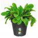 Elho Green Basics Grow Pot 13cm LIVING BLACK NWT7074