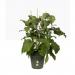Elho Green Basics Grow Pot 13cm LIVING BLACK NWT7074