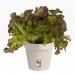 Elho Green Basics Grow Pot 13cm COTTON WHITE NWT7075