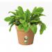 Elho Green Basics Grow Pot 13cm TERRACOTTA NWT7076