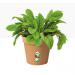 Elho Green Basics Grow Pot 13cm TERRACOTTA NWT7076