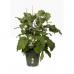 Elho Green Basics Grow Pot 19cm LEAF GREEN NWT7077