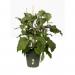 Elho Green Basics Grow Pot 19cm LEAF GREEN NWT7077