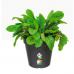 Elho Green Basics Grow Pot 19cm LIVING BLACK NWT7078