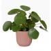 Elho Vibes Fold Round 14cm Display INDOOR Pot DELICATE PINK NWT7085