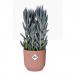 Elho Vibes Fold Round 14cm Display INDOOR Pot DELICATE PINK NWT7085