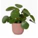 Elho Vibes Fold Round 25cm Display INDOOR Pot DELICATE PINK - PACK (4) NWT7089P