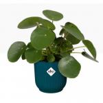 Elho Vibes Fold Round 25cm Display INDOOR Pot DEEP BLUE - PACK (4) NWT7090P