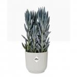 In this image, we see a stylish Elho Vibes Fold Round 25cm Display INDOOR Pot in silky white. The pot is perfect for indoor gardens and is part of the Elho Garden Maintenance collection. The sleek design and clean lines add a touch of elegance to any space.